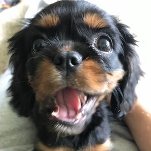 Meet your Posher, Will